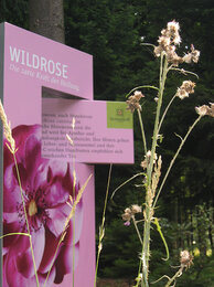 Info-Schild Wildrose am Kräuterwanderweg | © SONNENTOR