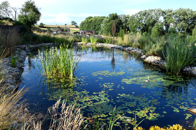 Teich am Frei-Hof | © SONNENTOR