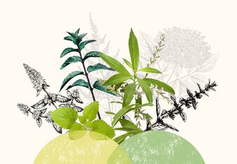 Kräuterfreunde für den Sommer | © SONNENTOR