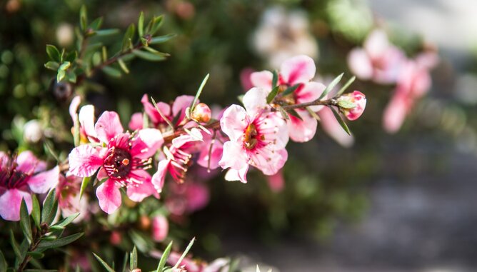 In the photo you can see a flowering manuka bush. | © SONNENTOR