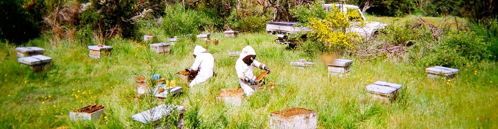 Photo of two beekeepers harvesting Manuka honey. | © SONNENTOR