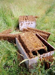 On the photo you can see an opened beehive. | © SONNENTOR