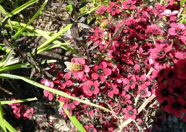 In the photo you can see a Manuka tree in bloom. | © SONNENTOR