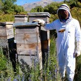 In the photo you can see a beekeeper standing next to beehives. | © SONNENTOR