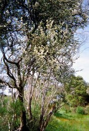 On the photo you can see a southern myrtle, also called manuka. | © SONNENTOR