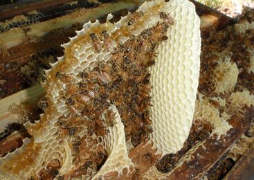 The photo shows a honeycomb structure with bees on it. | © SONNENTOR