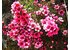 Photo of the manuka flower with its pink blossoms.