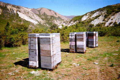 In the photo you can see several bee boxes. In the background you can see the mountains.