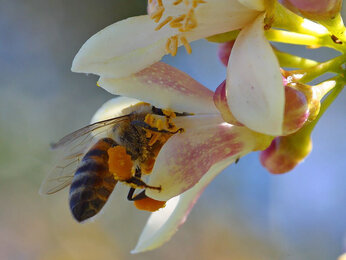 Photo of a Manuka flower and a bee.