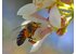 Photo of a Manuka flower and a bee.