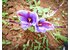 Photo of a saffron plant with the purple flower.