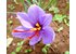 Photo of the purple saffron blossom.