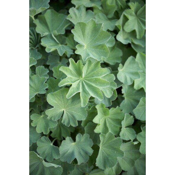 Frauenmantel_Pflanze 3_Wasserbauer.jpg | © SONNENTOR