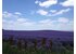 Photo of a Lavender field.