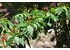 A photo of chili plants with chilies.