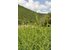 A photo of a green oregano field in Greece.