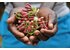 A photo of the clove plant with its pink colored cloves.