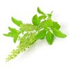 Tulsi (Indisches Basilikum) bio