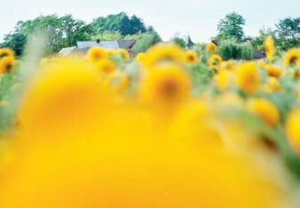 In the photo you can see a field of sunflowers. | © SONNENTOR