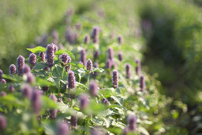 In the photo you can see an organic field. | © SONNENTOR