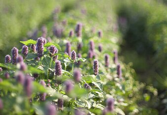 Auf dem Foto ist ein Bio Feld zu sehen. | © SONNENTOR