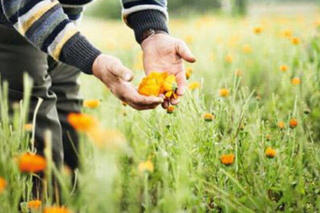 In the photo you can see someone taking a closer look at a marigold flower. | © SONNENTOR