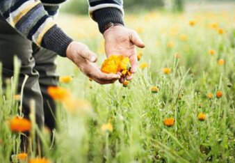 In the photo you can see someone taking a closer look at a marigold flower. | © SONNENTOR