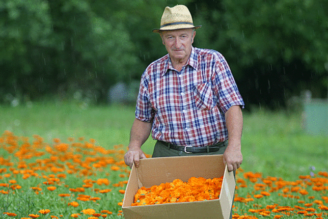 Auf dem Foto sieht man einen Bauern in einem Ringelblumenfeld. Er hält eine Kiste mit Ringelblumen in den Händen. | © SONNENTOR