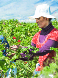 Photo of a woman in the field. | © SONNENTOR