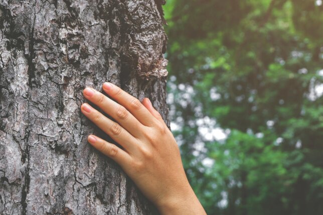 Foto von einem Baum Stamm, auf dem eine Hand liegt. | © SONNENTOR