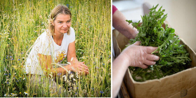 On the left picture you can see a woman in a field. On the right picture you can see dandelions. | © SONNENTOR