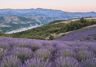 Auf dem Foto ist ein Lavendelfeld in Albanien zu sehen. Hinter dem Feld sieht man die schöne bergige Landschaft. | © SONNENTOR