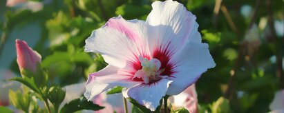 Auf dem Foto ist eine Hibiskus Blüte in Burkina Faso zu sehen. | © SONNENTOR