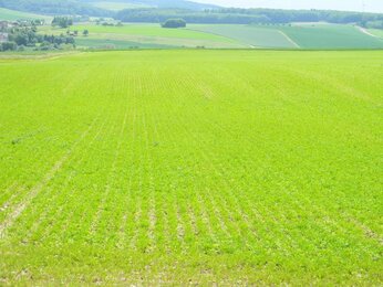 Auf dem Foto ist ein Feld in Deutschland zu sehen. | © SONNENTOR