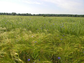 Foto von  einem Feld mit Blüten | © SONNENTOR