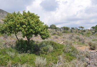 Landschaft Griechenland | © SONNENTOR