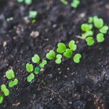 Photo of small plantlets in Italy. | © SONNENTOR