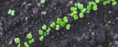 Photo of small plantlets in Italy. | © SONNENTOR