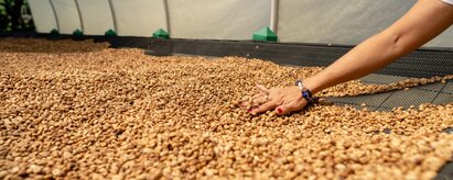 In the photo you can see the coffee drying. | © SONNENTOR