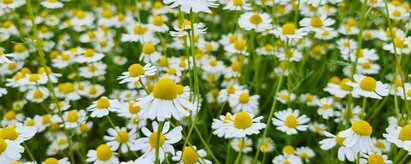 In the photo you can see a field of chamomile. | © SONNENTOR