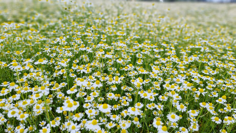 In the photo you can see a field of chamomile. | © SONNENTOR