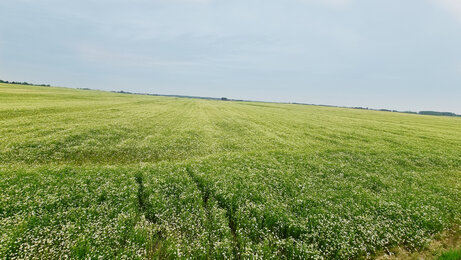 On the photo you can see a field in Croatia. | © SONNENTOR