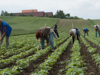 Arbeit auf dem Feld Bauern von SONNENTOR | © SONNENTOR