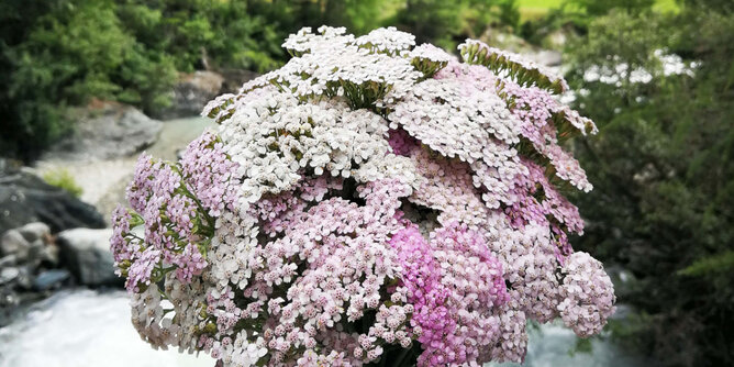 Auf dem Foto ist rosa-weiße Schafgarbe zu sehen. | © SONNENTOR