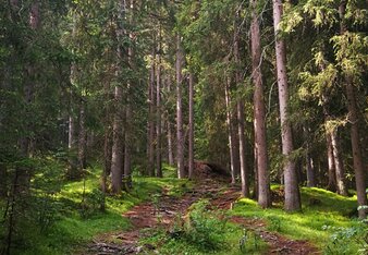 Foto von einem Weg im Wald. | © SONNENTOR