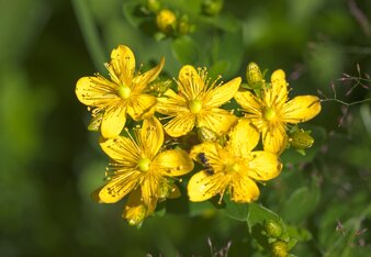 Auf dem Foto sind die gelben Blüten des Johanniskrauts zu sehen. | © SONNENTOR