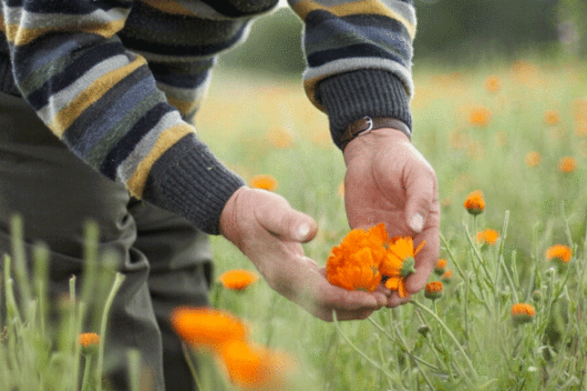 Auf dem Foto ist eine Wiese mit Ringelblumen zu sehen. Man sieht auch einen Mann der die Blüten betrachtet. | © SONNENTOR