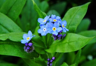 Auf dem Foto ist ein Vergissmeinnicht mit den blauen Blüten zu sehen. | © SONNENTOR