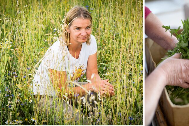 Auf dem linken Foto sieht man eine Frau in einem Feld. Rechts ist gepflückter Löwenzahn zu sehen. | © SONNENTOR