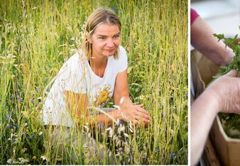 Auf dem linken Foto sieht man eine Frau in einem Feld. Rechts ist gepflückter Löwenzahn zu sehen. | © SONNENTOR